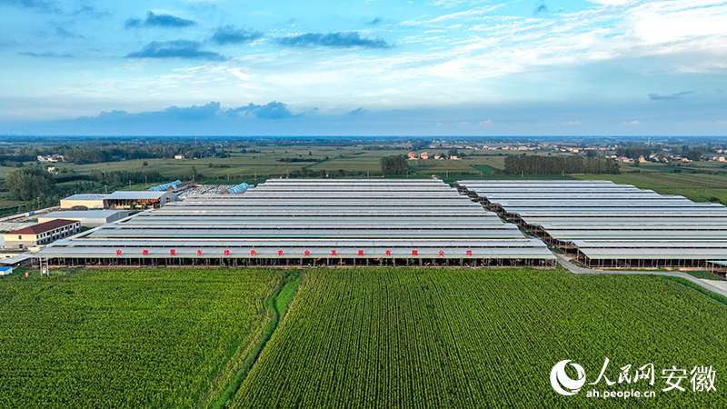 第十八届（2025）牛业发展大会在安徽利辛开幕