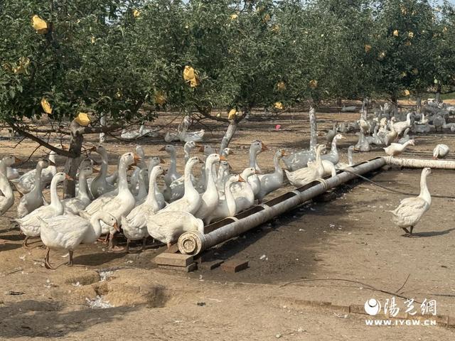 佳县：林下养鹅唱响致富“向天歌”